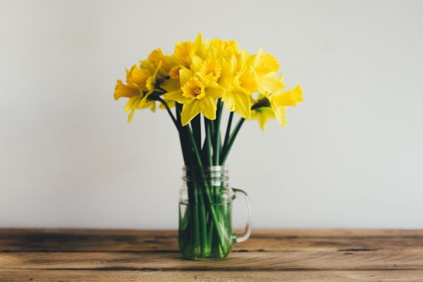 A vase with yellow daffodils